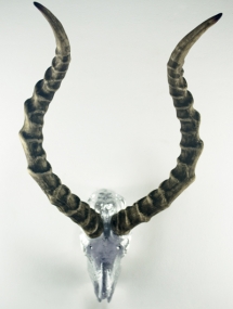 AS-674D_Silver Leaf antelope horn ridged wall mount
