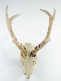 AS-760_New Antler Horn Large